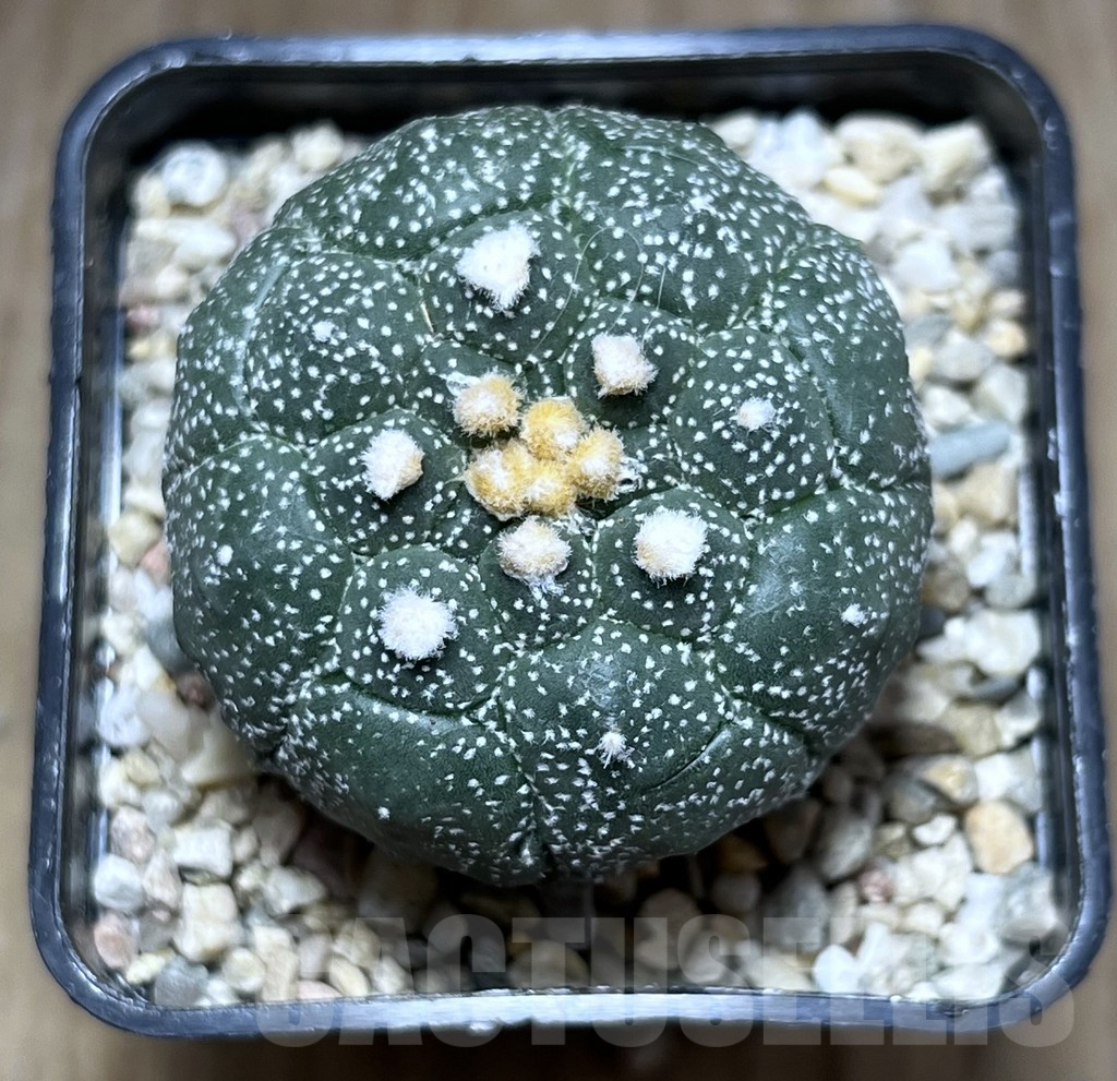 SHPR27126 Astrophytum asterias 'Kikko' - Image 2
