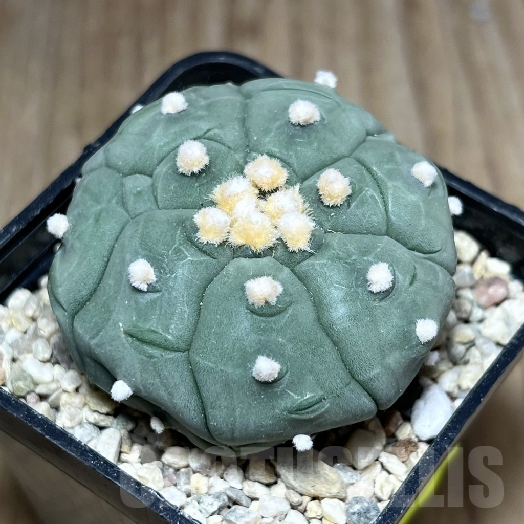 SHPR27127 Astrophytum asterias 'Kikko'