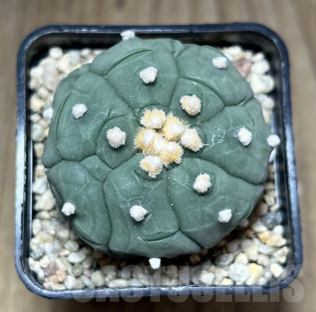 SHPR27127 Astrophytum asterias 'Kikko' - Image 2