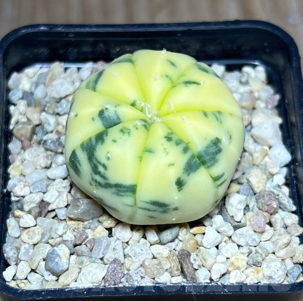 SHPR27129 Astrophytum asterias f. variegata