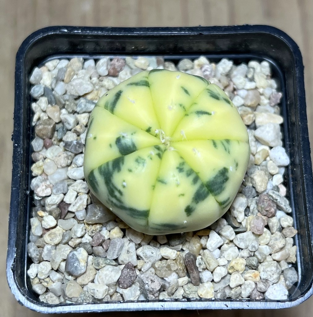 SHPR27129 Astrophytum asterias f. variegata - Imagen 2
