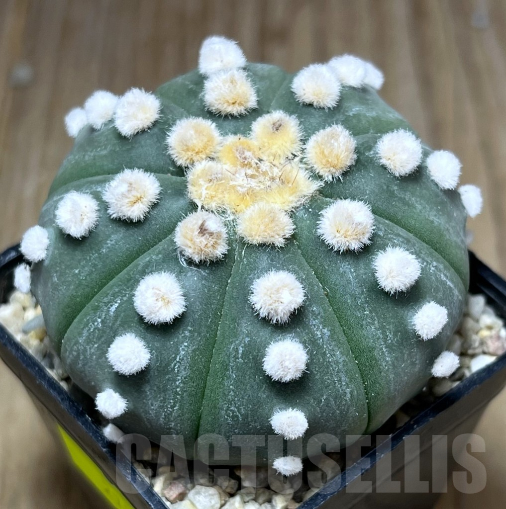 SHPR27130 Astrophytum asterias 'Ooibo'
