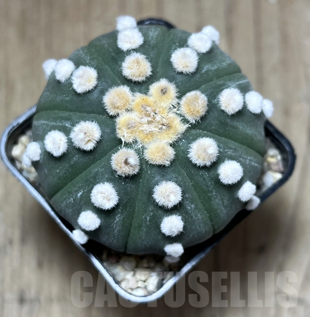 SHPR27130 Astrophytum asterias 'Ooibo' - Image 2