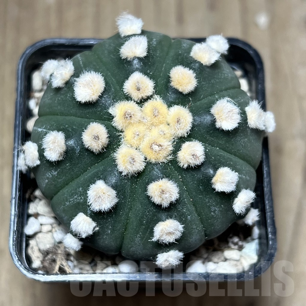 SHPR27131 Astrophytum asterias 'Ooibo' - Image 2