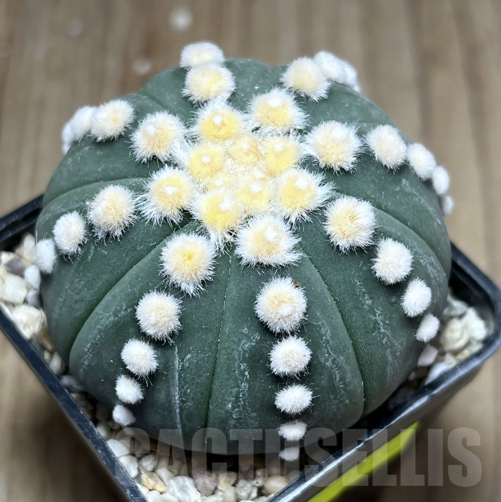 SHPR27132 Astrophytum asterias 'Ooibo'