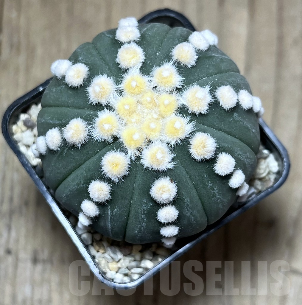 SHPR27132 Astrophytum asterias 'Ooibo' - Image 2