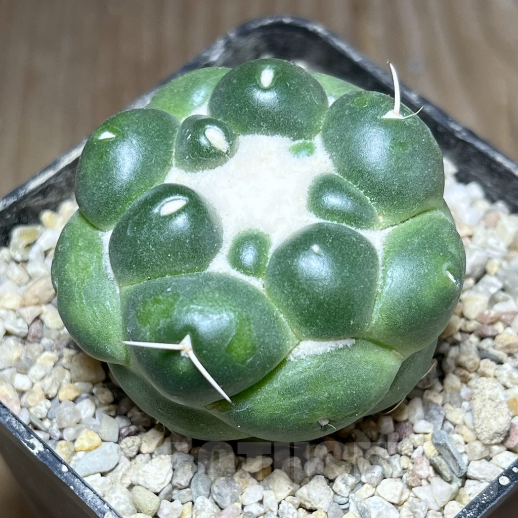 SHPR27133 Coryphantha elephantidens f. inermis