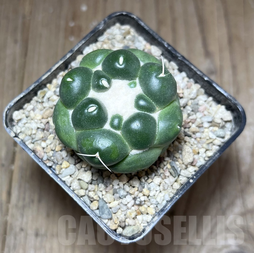 SHPR27133 Coryphantha elephantidens f. inermis - Image 2