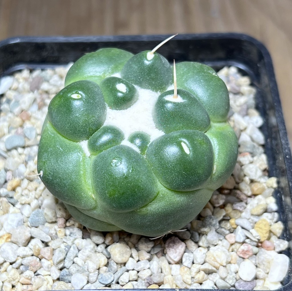 SHPR27134 Coryphantha elephantidens f. inermis