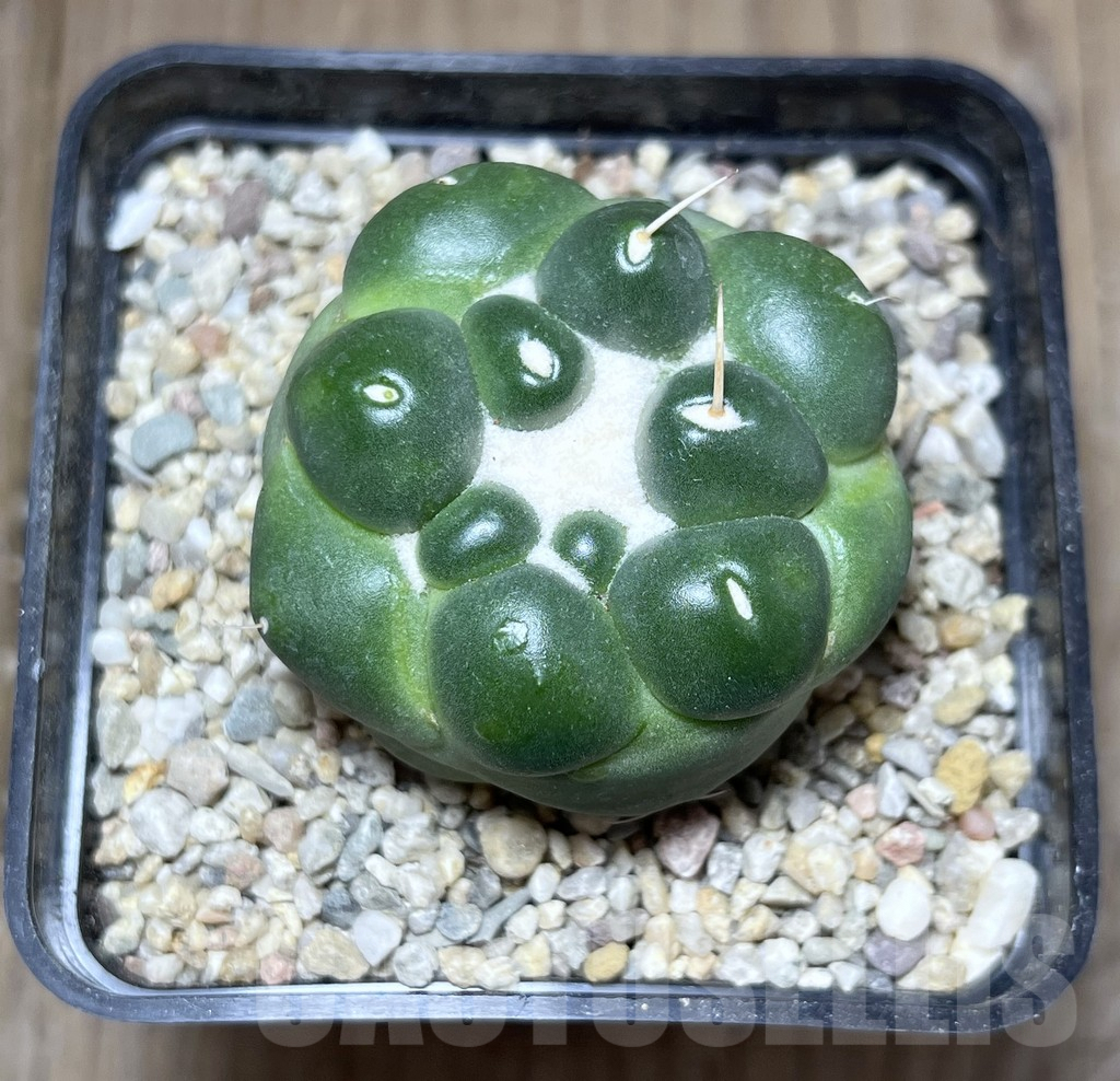 SHPR27134 Coryphantha elephantidens f. inermis - immagine 2