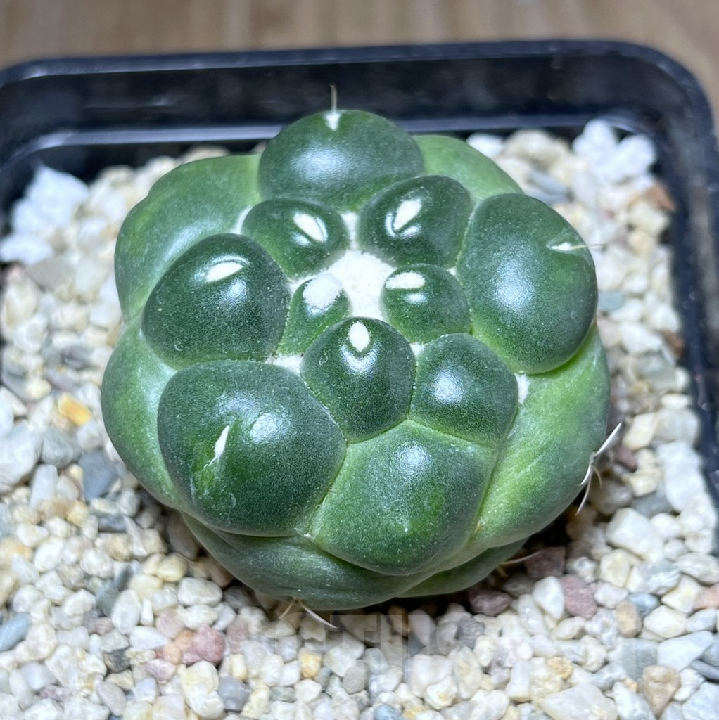 SHPR27135 Coryphantha elephantidens f. inermis