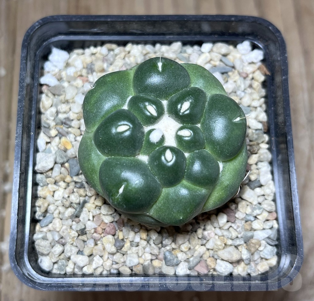 SHPR27135 Coryphantha elephantidens f. inermis - immagine 2