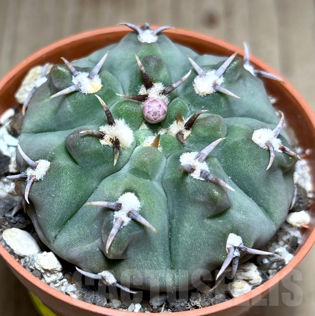 SHPR27186 Gymnocalycium vatteri v. unguispinum