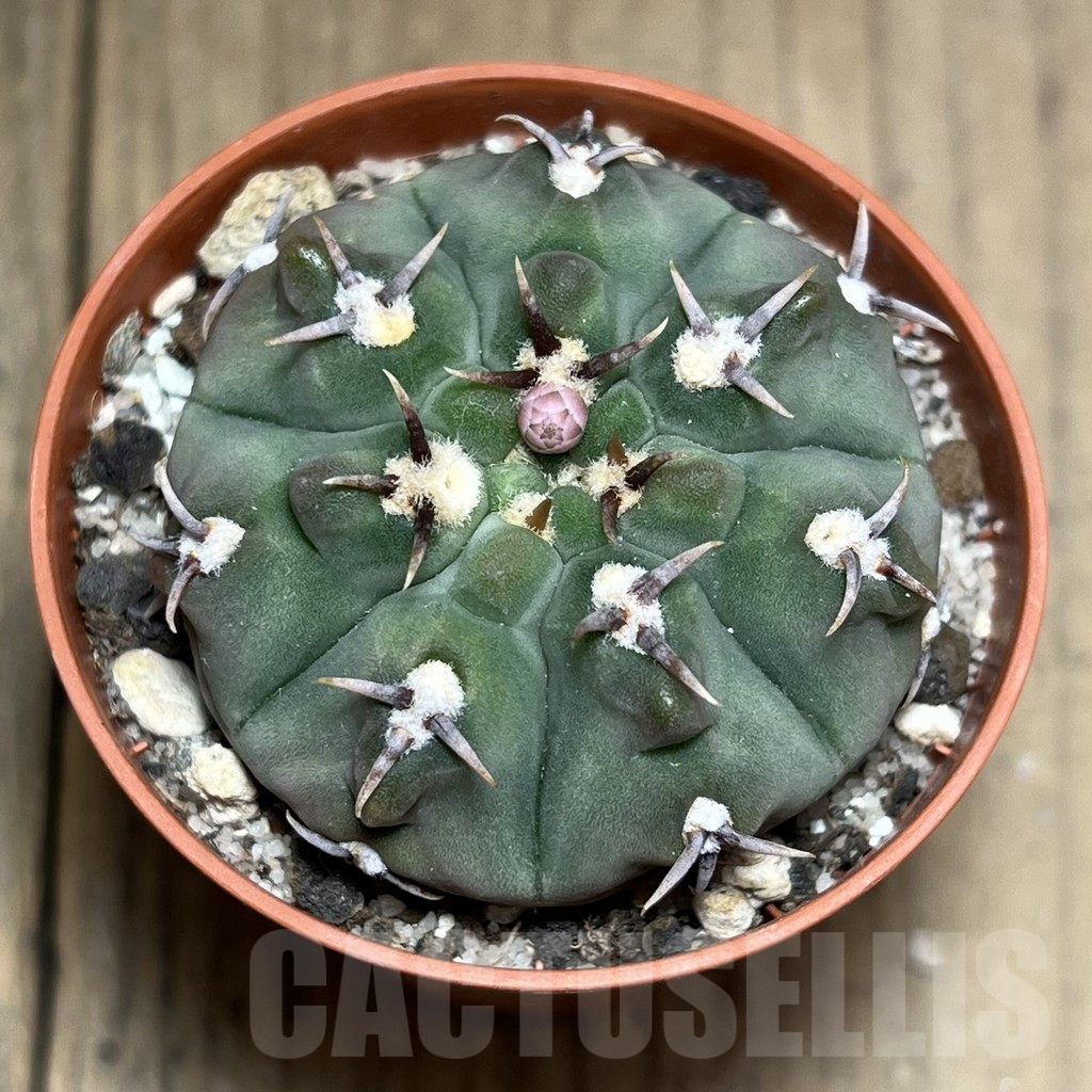 SHPR27186 Gymnocalycium vatteri v. unguispinum - Image 2