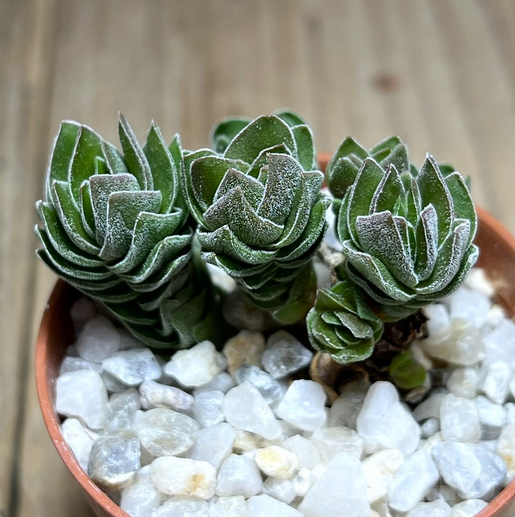 SHPR27189 Crassula 'Buddha's Temple' - Image 2