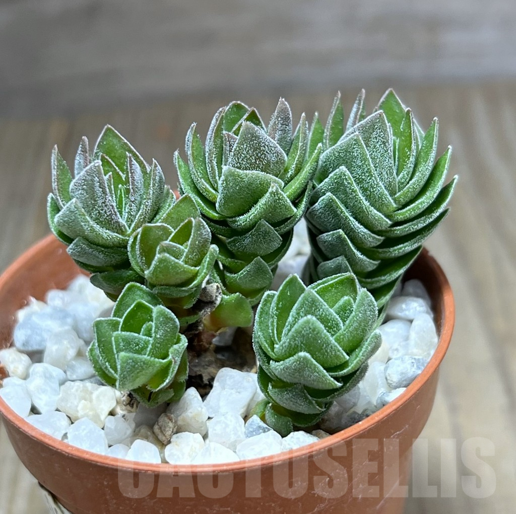 SHPR27189 Crassula 'Buddha's Temple'