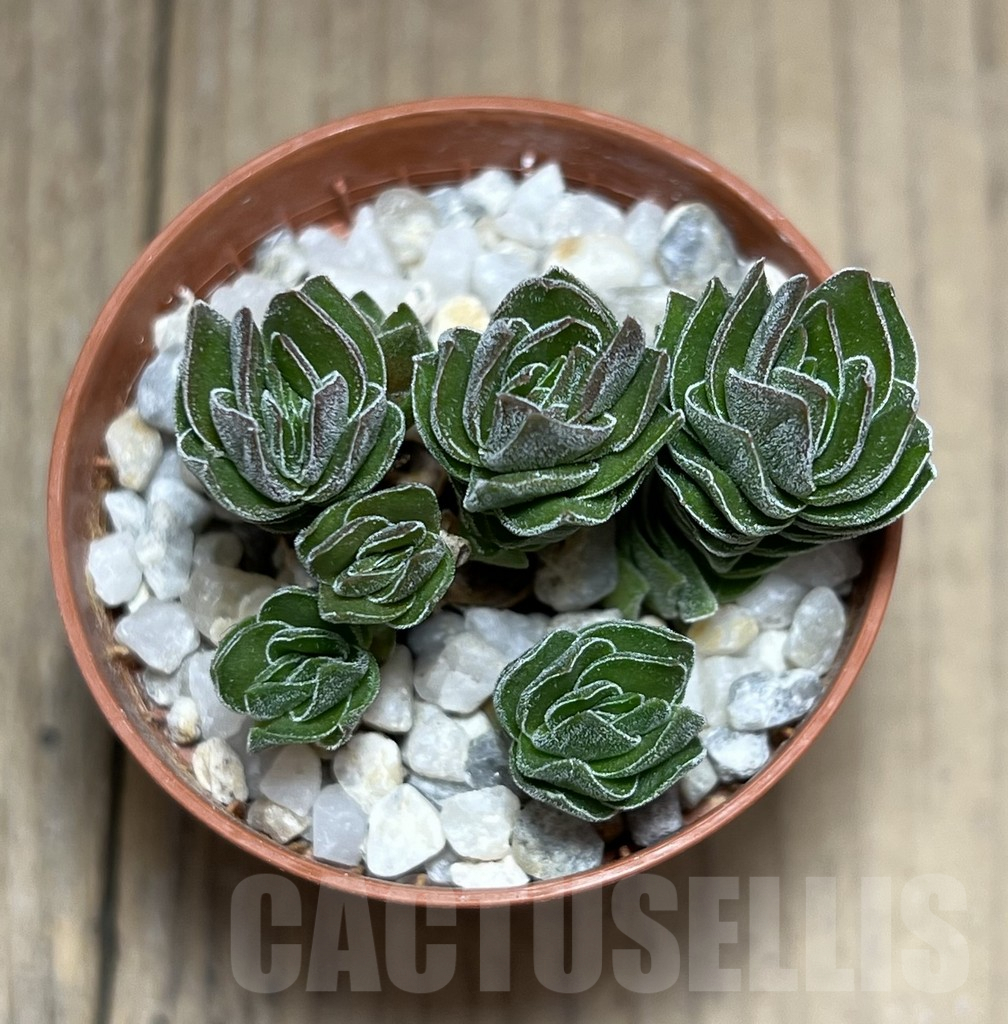 SHPR27189 Crassula 'Buddha's Temple' - Image 3