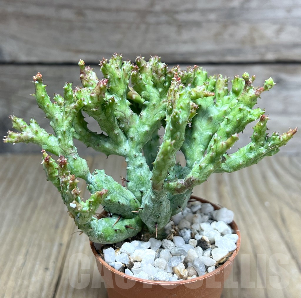 SHPR27190 Euphorbia enopla ‘Coral’ f. cristata