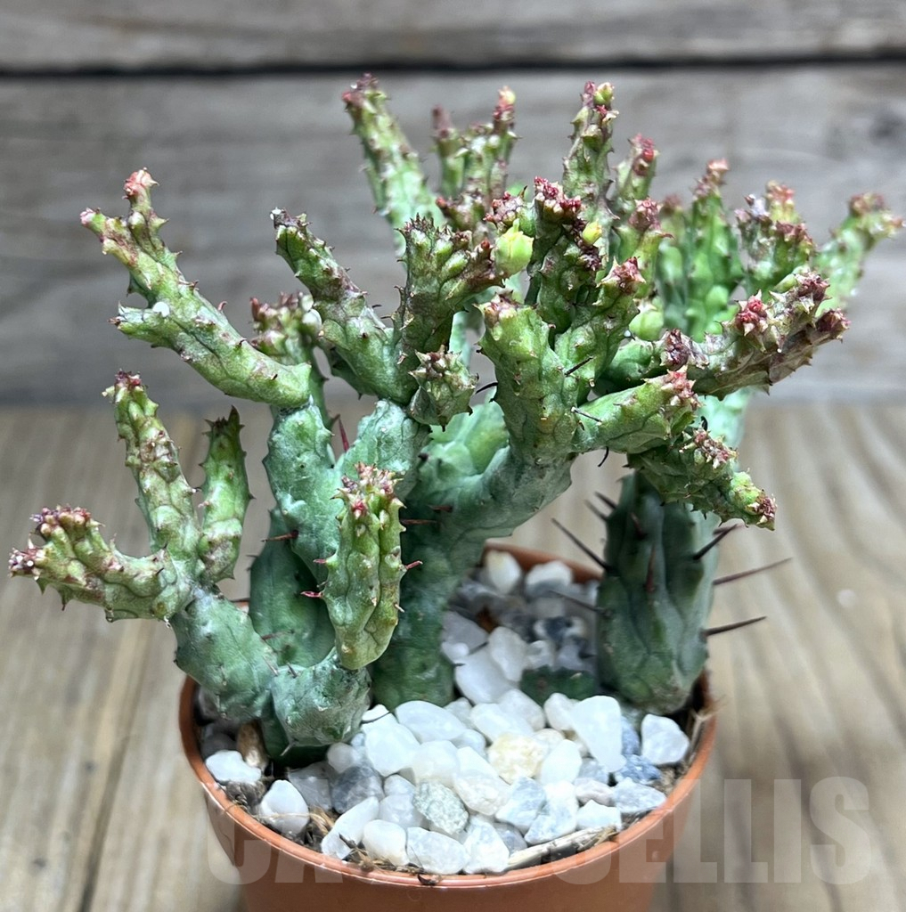 SHPR27191 Euphorbia enopla ‘Coral’ f. cristata