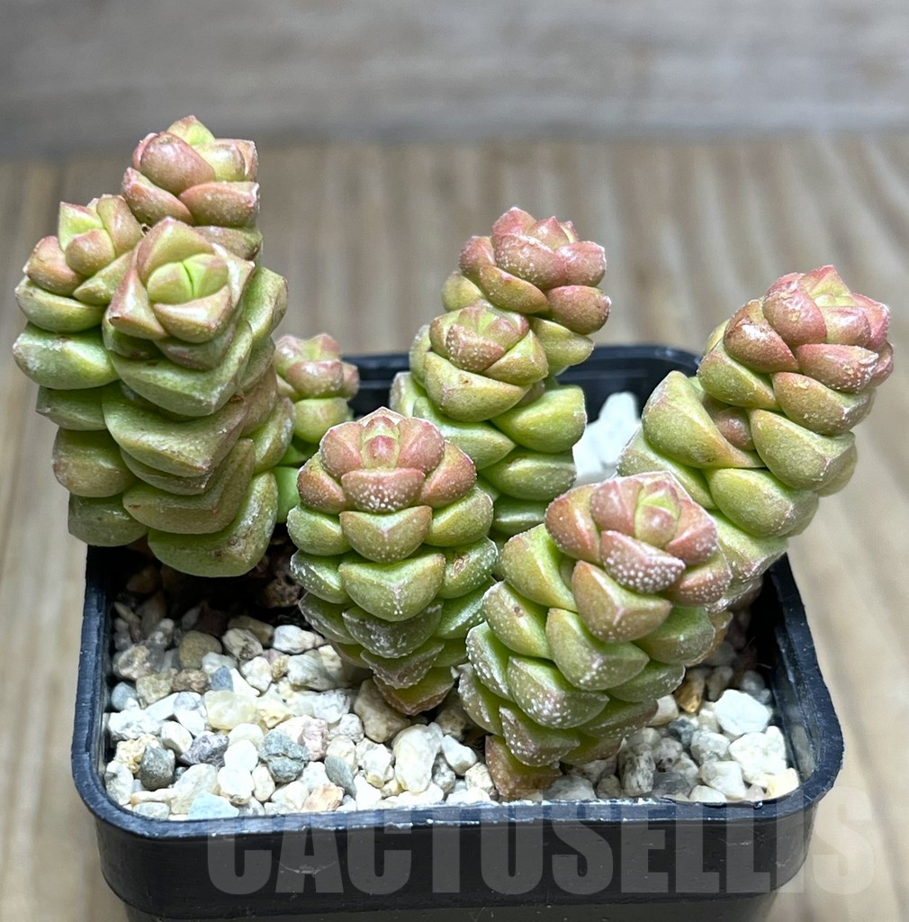 SHPR27193 Crassula columella