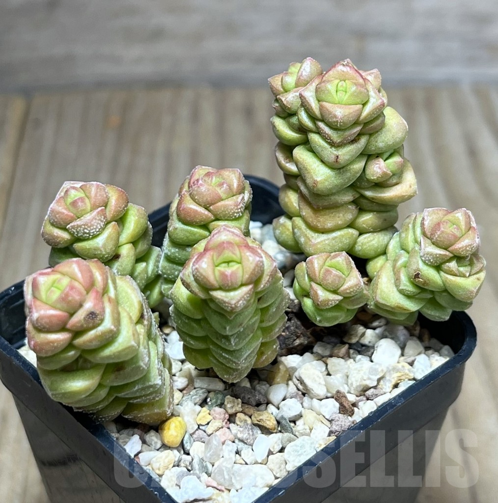 SHPR27193 Crassula columella - Image 2