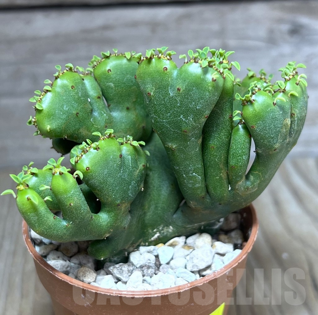 SHPR27195 Euphorbia leucodendron f. cristata