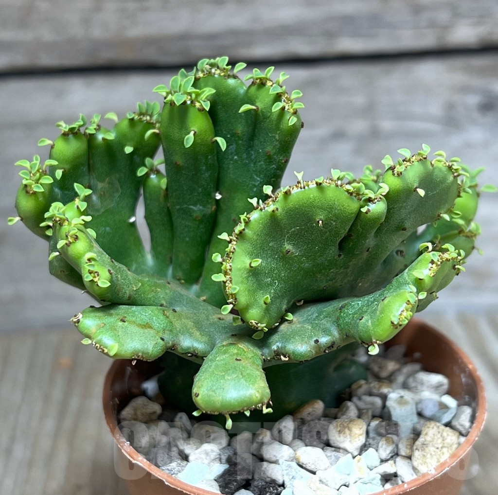 SHPR27195 Euphorbia leucodendron f. cristata - Image 2