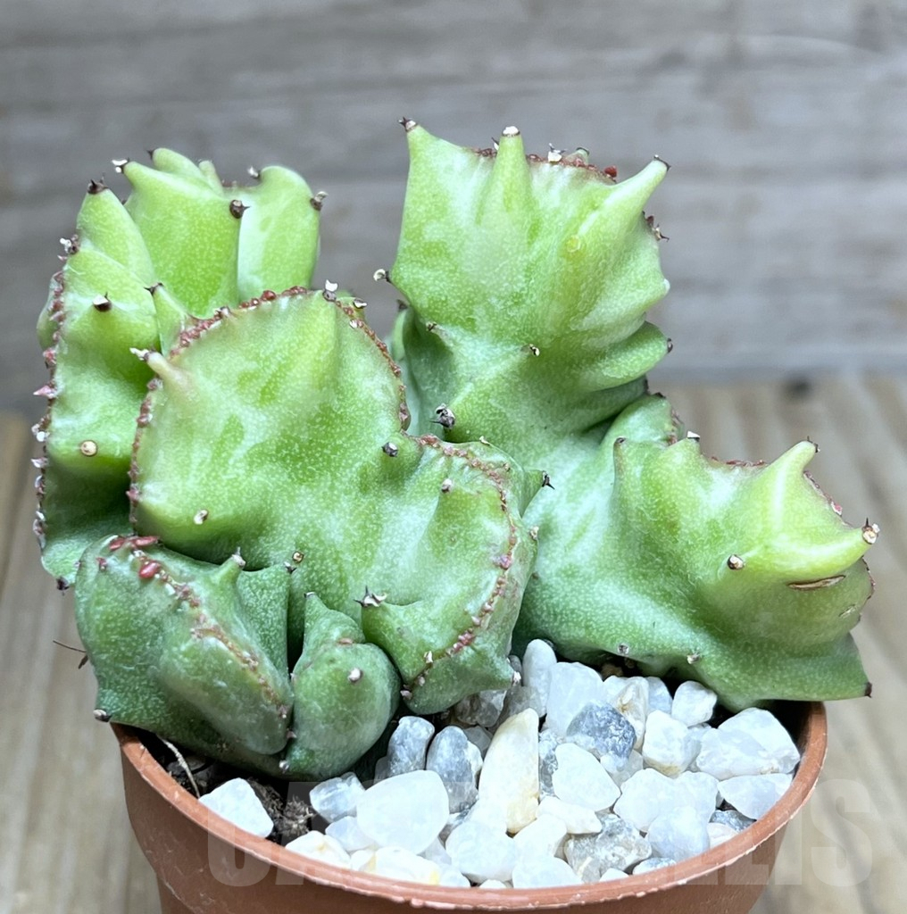 SHPR27197 Euphorbia lactea f. cristata