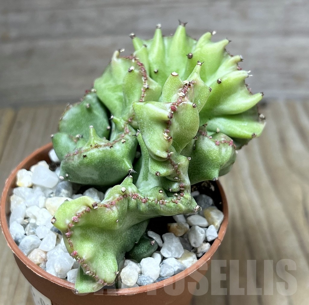 SHPR27197 Euphorbia lactea f. cristata - Image 2