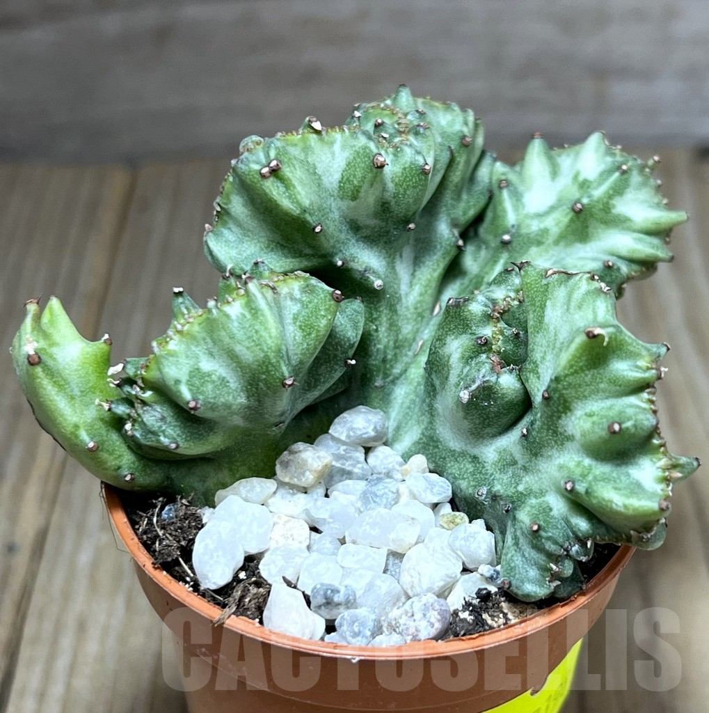 SHPR27198 Euphorbia lactea f. cristata