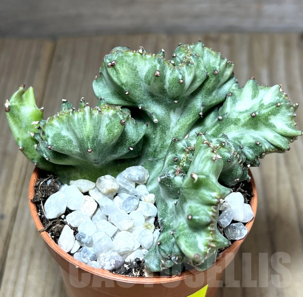 SHPR27198 Euphorbia lactea f. cristata - Image 2