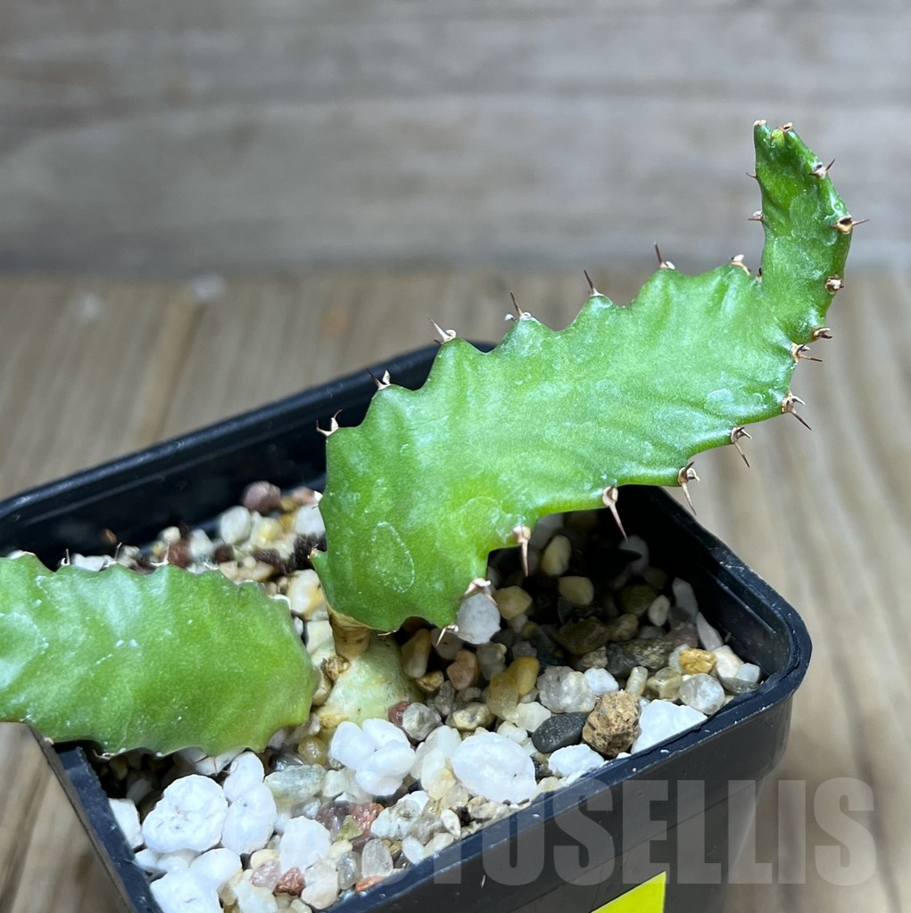 SHPR27200 Euphorbia stellata