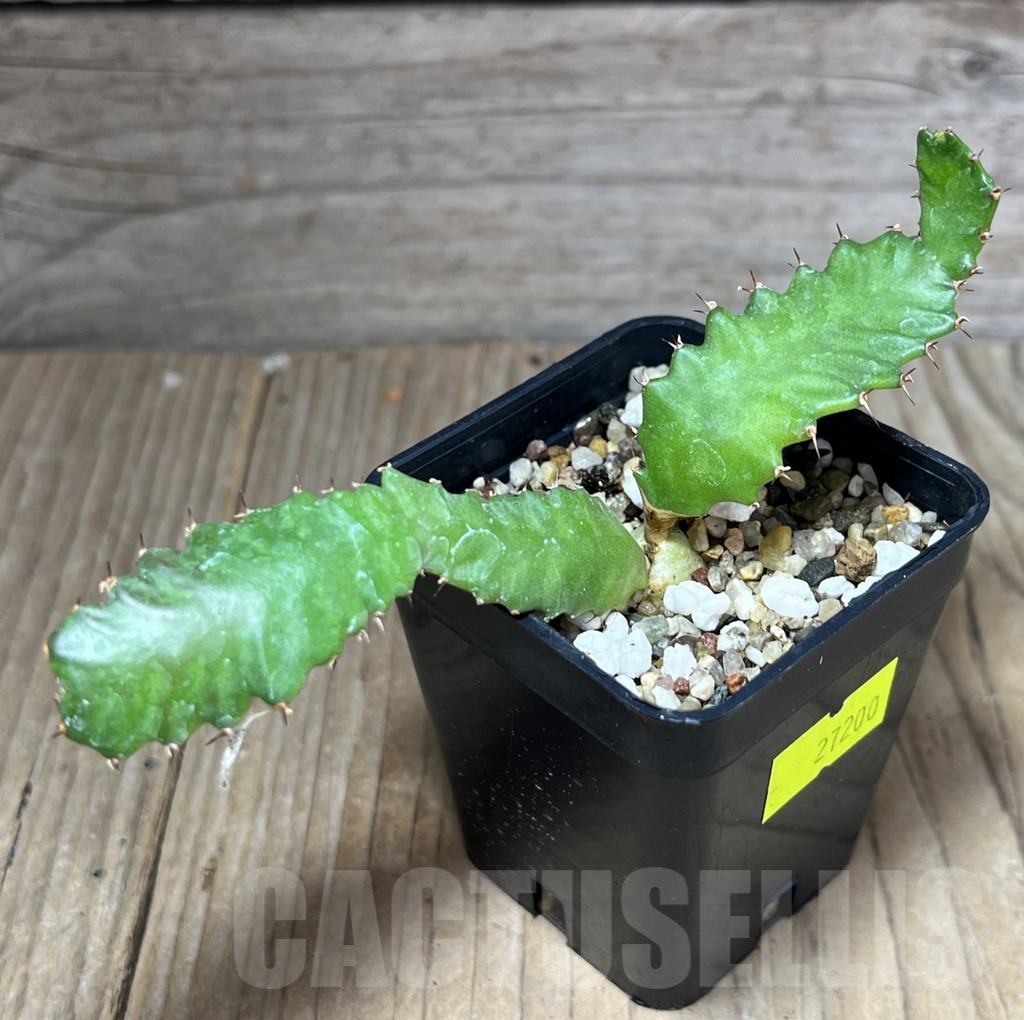 SHPR27200 Euphorbia stellata – Image 2