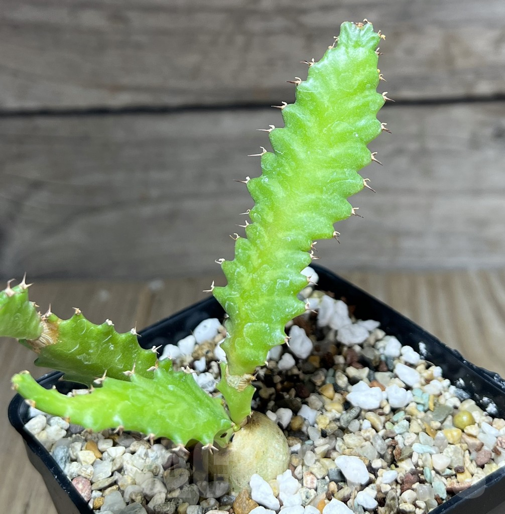 SHPR27201 Euphorbia stellata