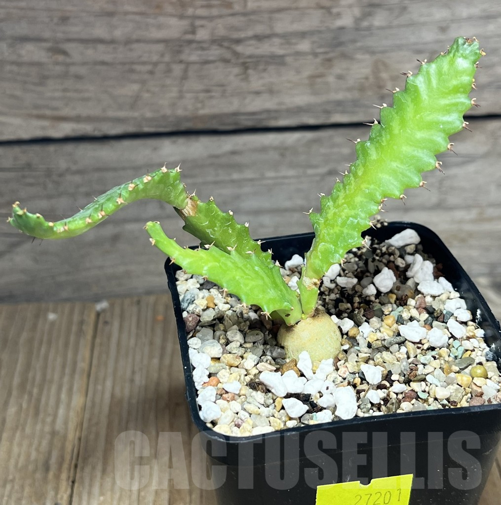 SHPR27201 Euphorbia stellata – Image 2