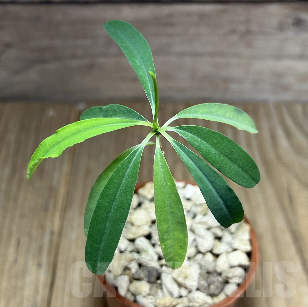 SHPR27203 Euphorbia hedyotoides – Image 2