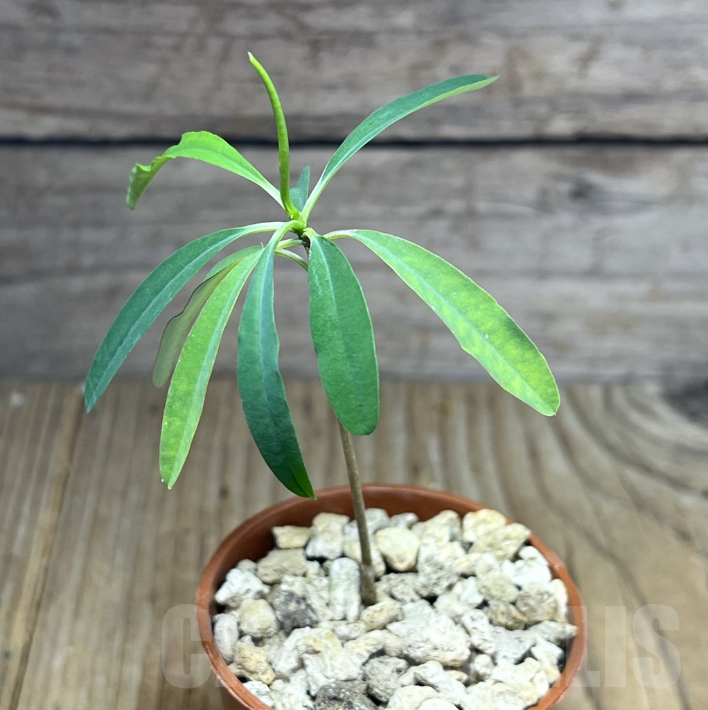 SHPR27203 Euphorbia hedyotoides