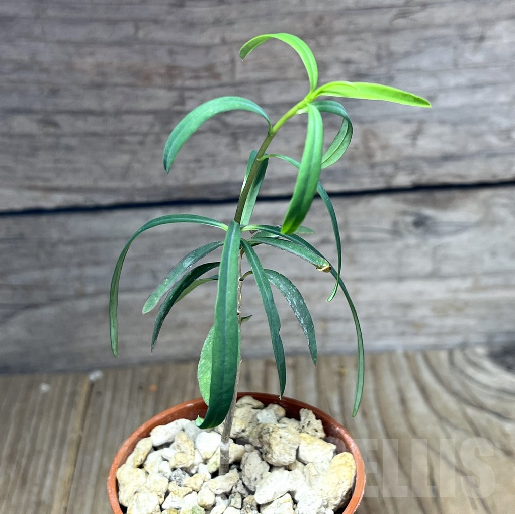 SHPR27204 Euphorbia hedyotoides