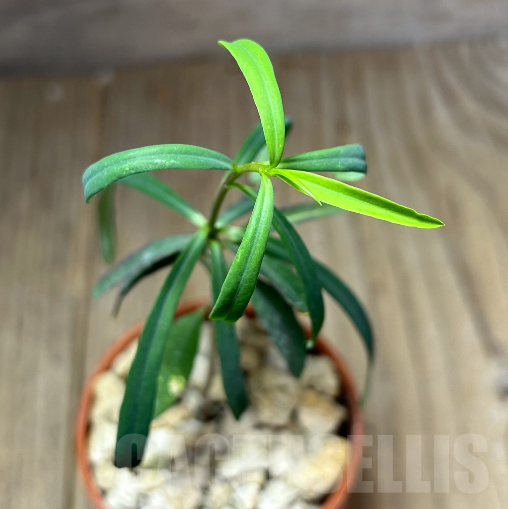 SHPR27204 Euphorbia hedyotoides - Image 2