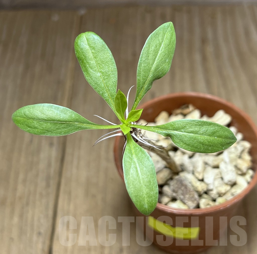 SHPR27205 Fouquieria splendens ssp. splendens - Image 2