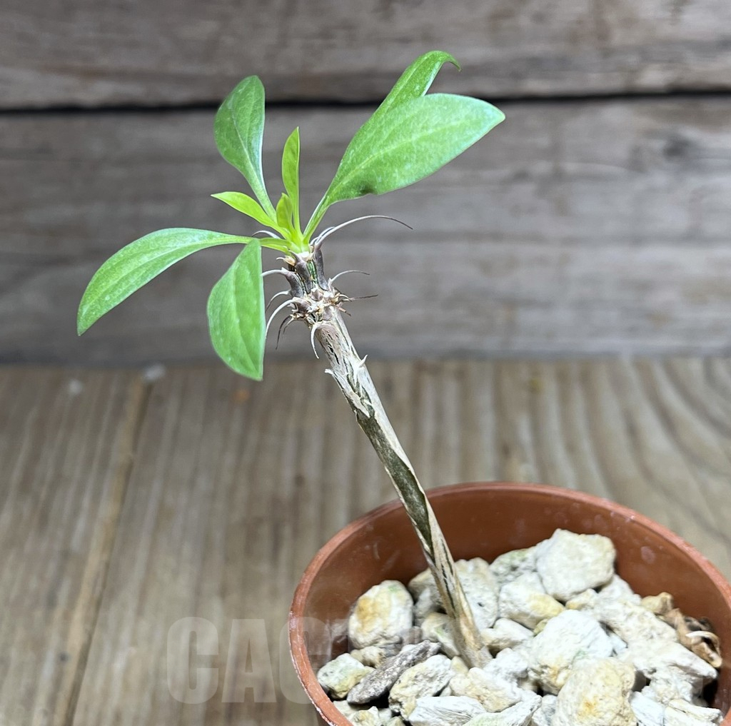 SHPR27205 Fouquieria splendens ssp. splendens