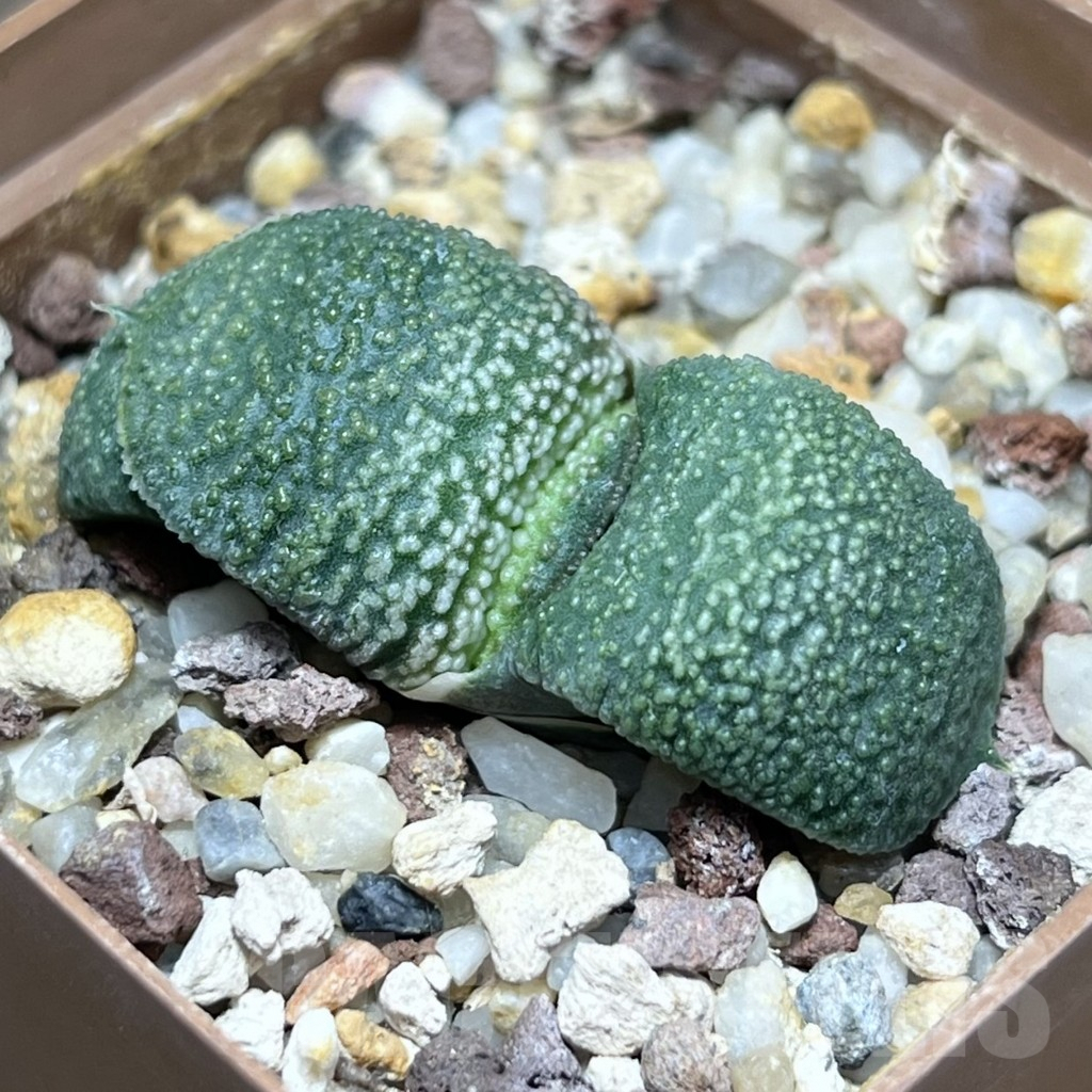 SHPR27215 Gasteria armstrongii -Japan-
