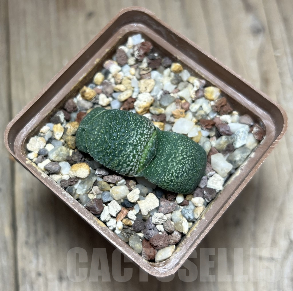 SHPR27215 Gasteria armstrongii -Japan- - Image 2