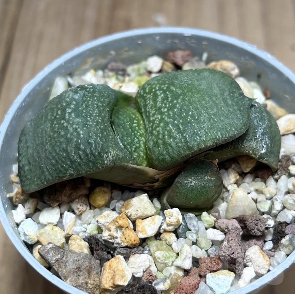 SHPR27216 Gasteria armstrongii -Japan-