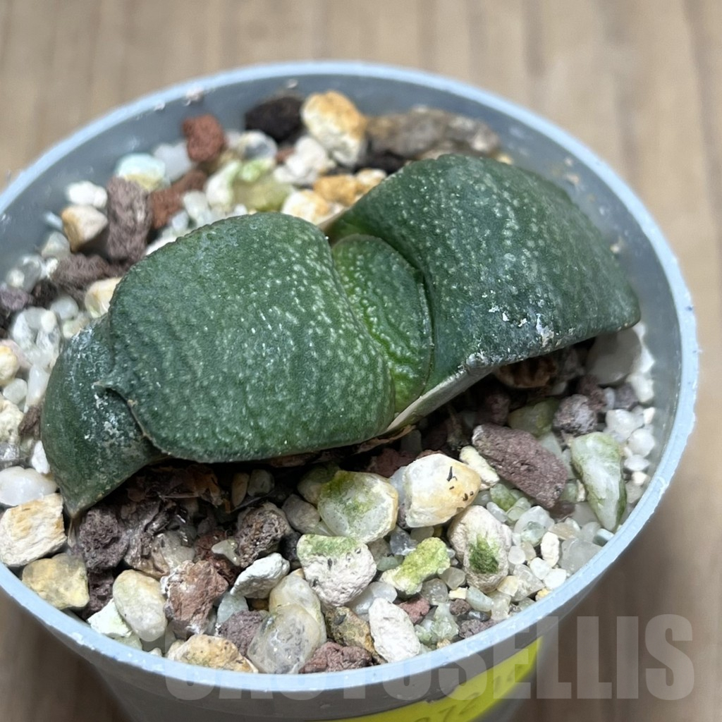 SHPR27216 Gasteria armstrongii -Japan- - Image 2