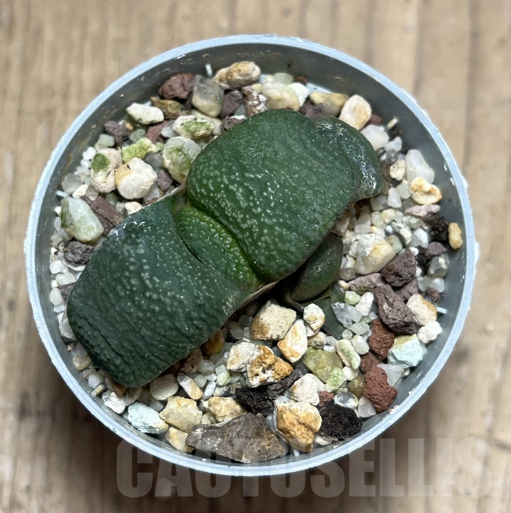 SHPR27216 Gasteria armstrongii -Japan- - Image 3