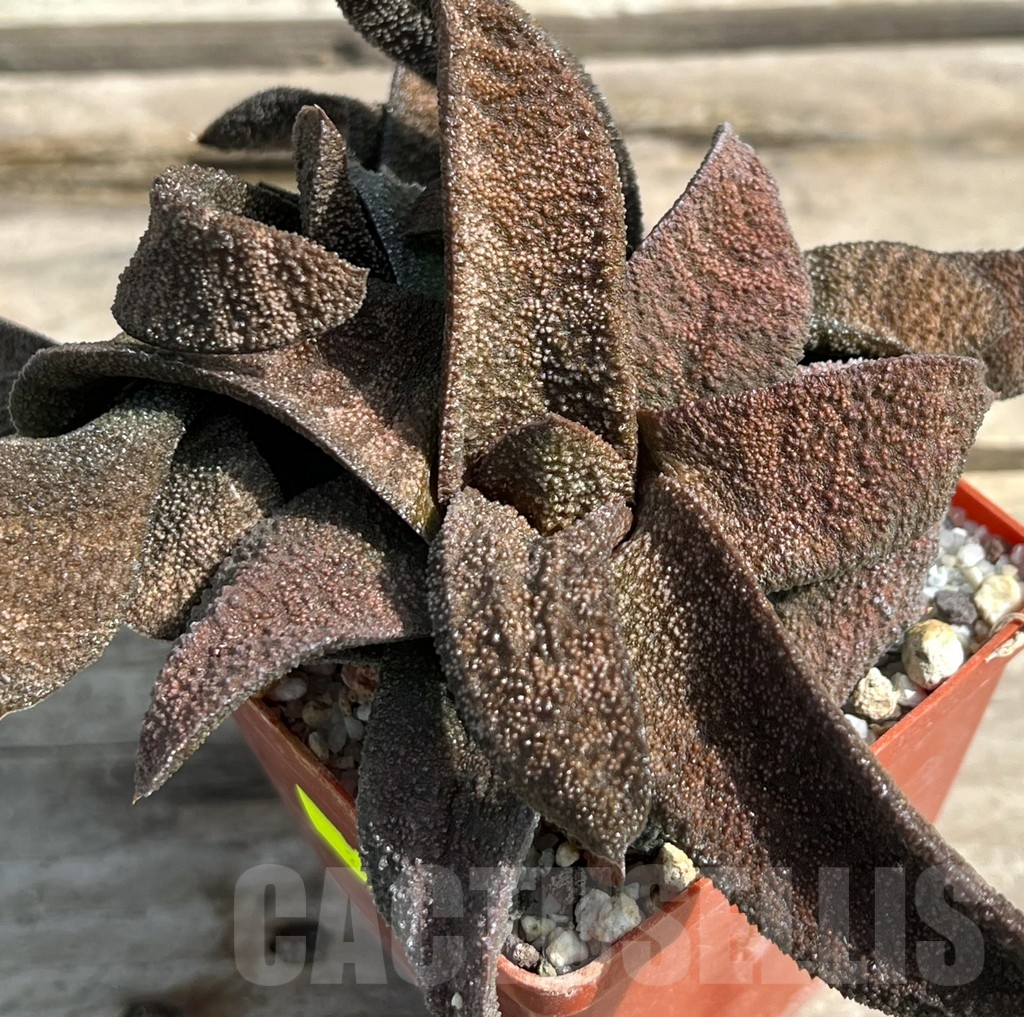 SHPR27217 Gasteria batesiana -Japan-