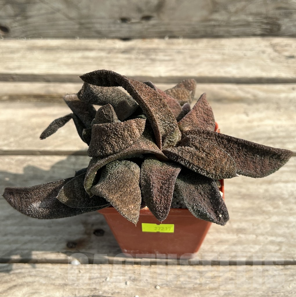 SHPR27217 Gasteria batesiana -Japan- - Image 2