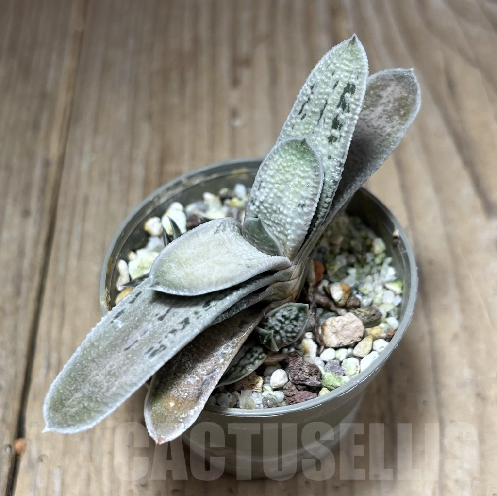 SHPR27218 Gasteria 'Little Warty' hybrid