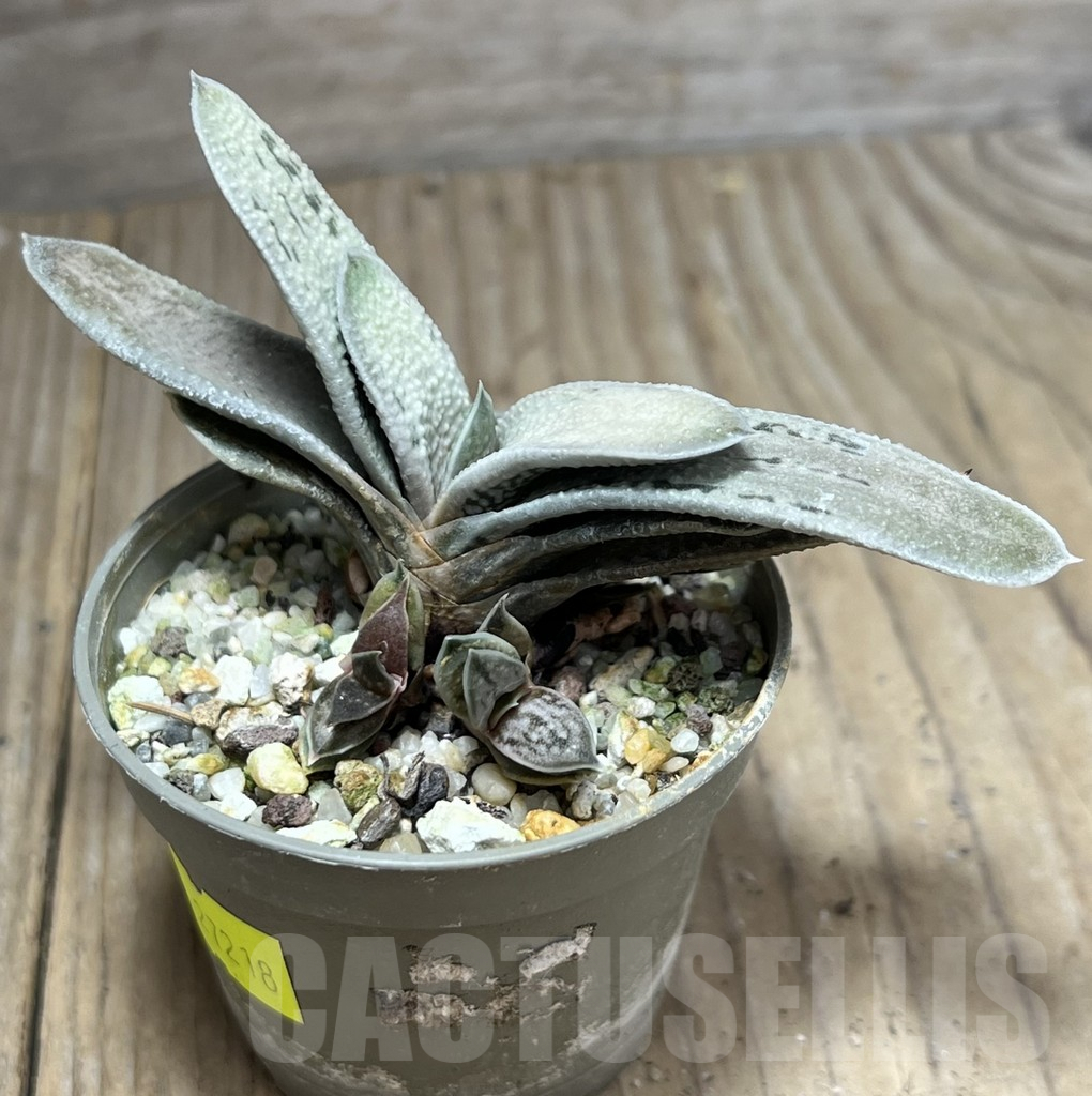 SHPR27218 Gasteria 'Little Warty' hybrid - Image 2